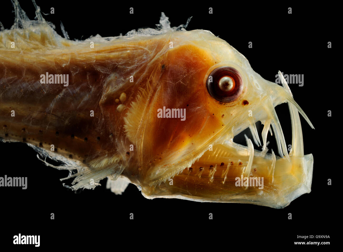 Viperfish (Chauliodus sloani) specimen from the North Atlantic deep sea. Stock Photo