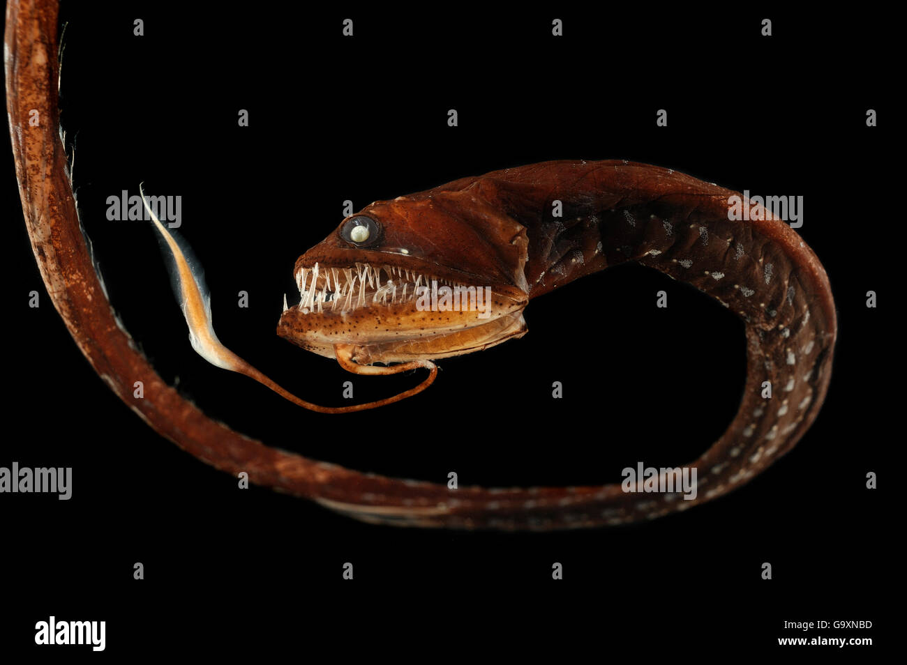 Ribbon sawtail fish (Idiacanthus fasciola) from Atlantic Ocean, at a depth of 800-1000m. Stock Photo