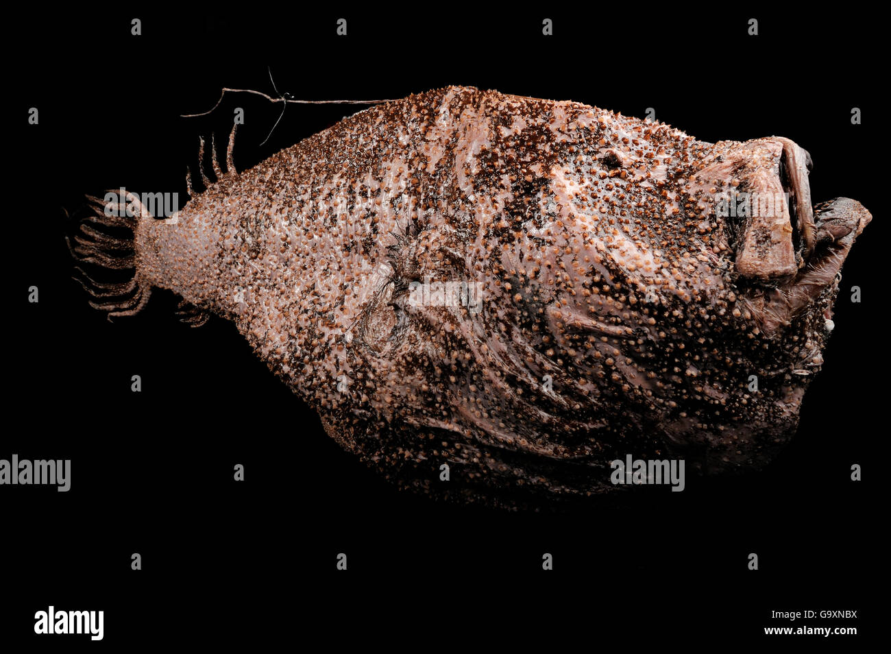 Deep sea angler fish (Ceratias holboelli) specimen, from  Atlantic Ocean near Iceland at a depth of 400m. Stock Photo