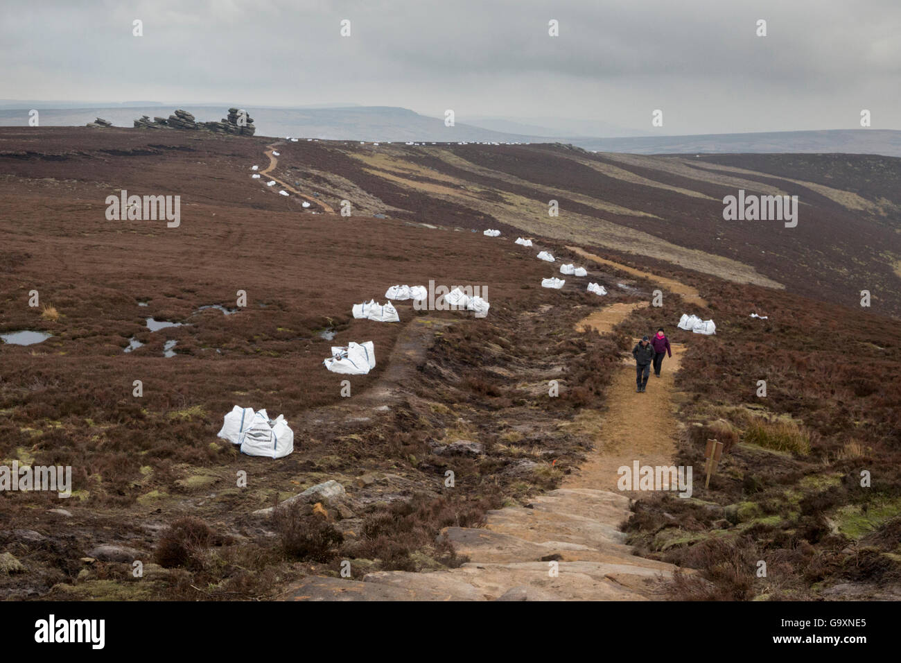 Moorland restoration works, carried out in partnership between Moors for the Future and Natural England to restore the eroded footpath along Derwent Edge, Eroded moorland surrounding the path is being re-vegetated using heather brash, seen here in white helicopter bags. Peak District National Park, Derbyshire, UK. March 2015. Stock Photo