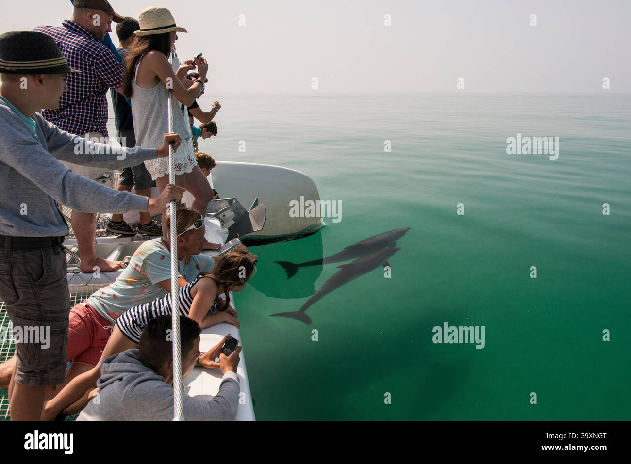 Tourists watching Bottlenose dolphins (Tursiops truncatus) at surface,  Sado Estuary, Portugal. July 2014. Stock Photo