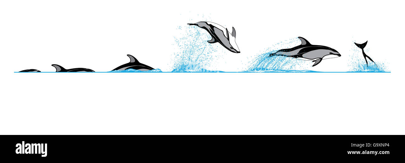 Illustration of the diving and breaching behaviour of a Pacific White-Sided Dolphin (Lagenorhynchus obliquidens). Stock Photo