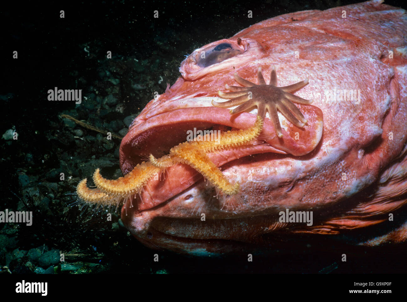 Star fish scavenging fish hi-res stock photography and images - Alamy