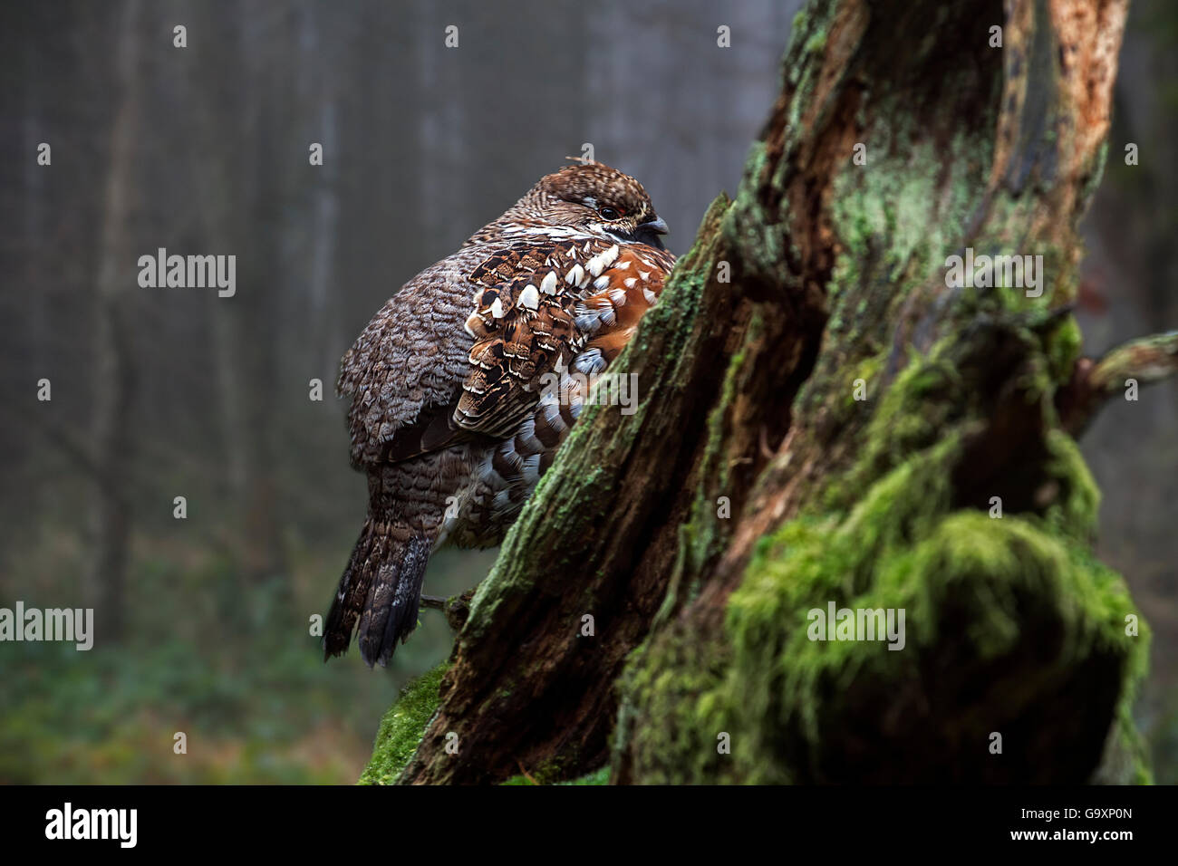 Hazel grouse (Tetrastes bonasia) male perched on tree stump in woodland, Bavarian Forest National Park, Germany, November. Capti Stock Photo