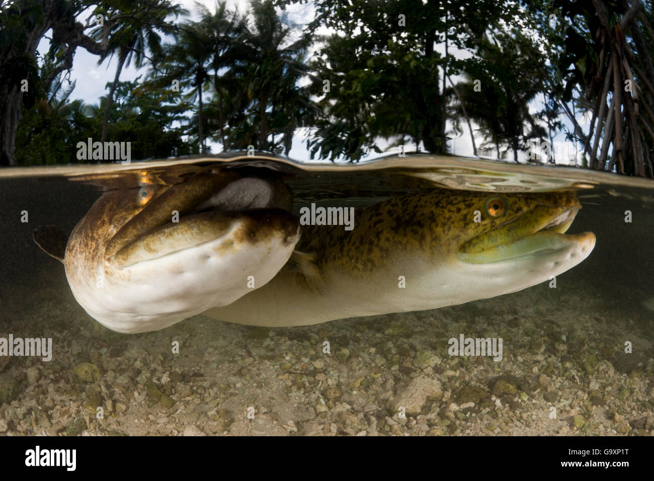 Giant mottled fresh water eels (Anguilla marmorata)  in shallows, split level view, Lissenung Island, Kavieng, New Guinea. Secon Stock Photo