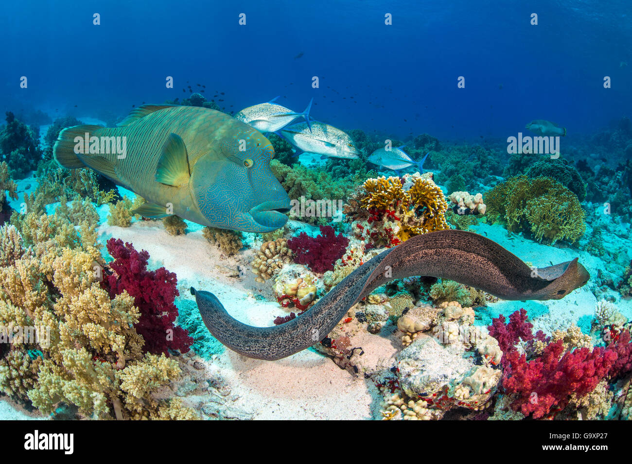 Group of predators hunting together, in an example of 'Nuclear foraging'. The Moray eel (Gymnothorax javanicus) flushes out prey Stock Photo