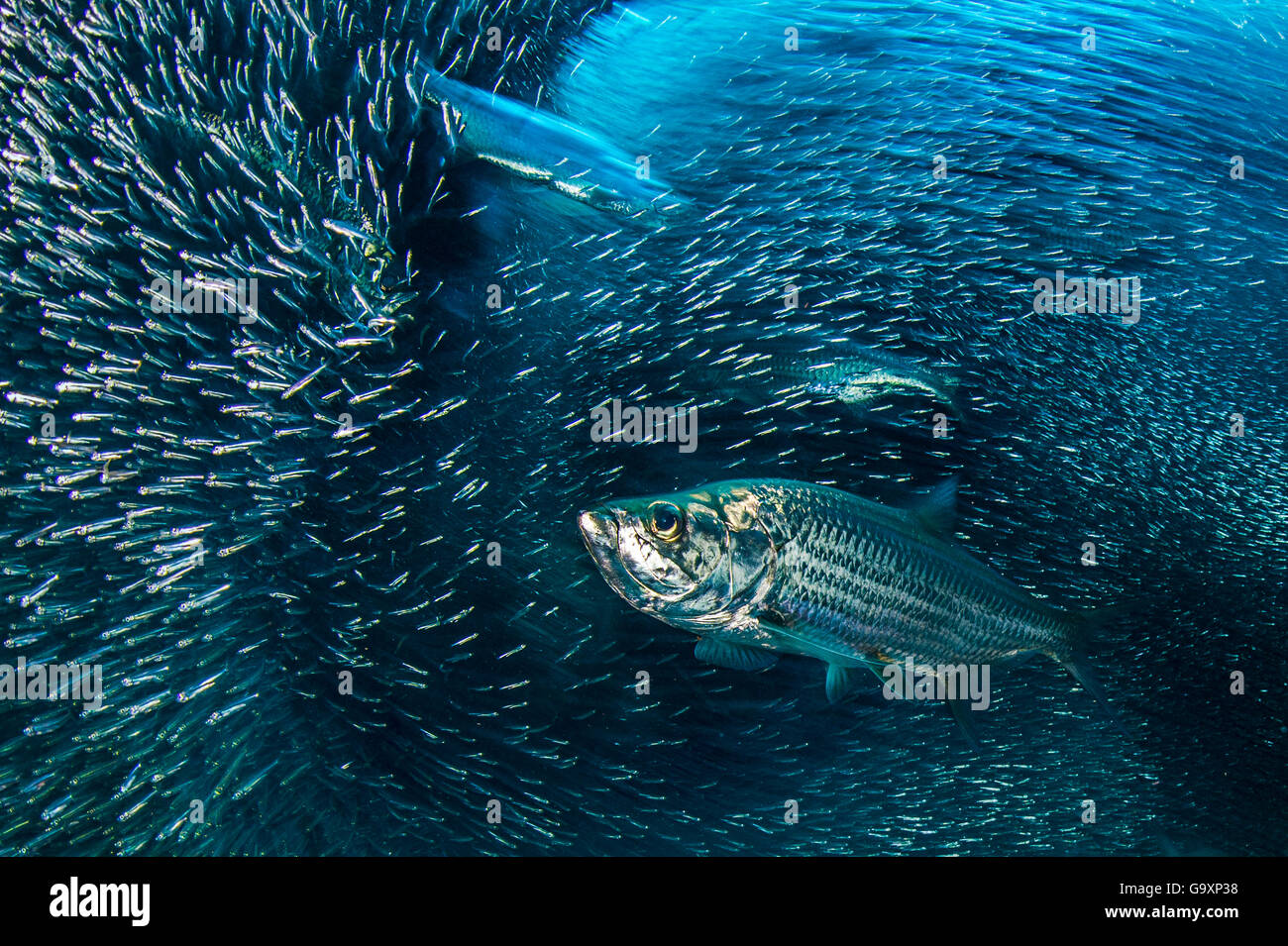 Megalops atlanticus hires stock photography and images Alamy