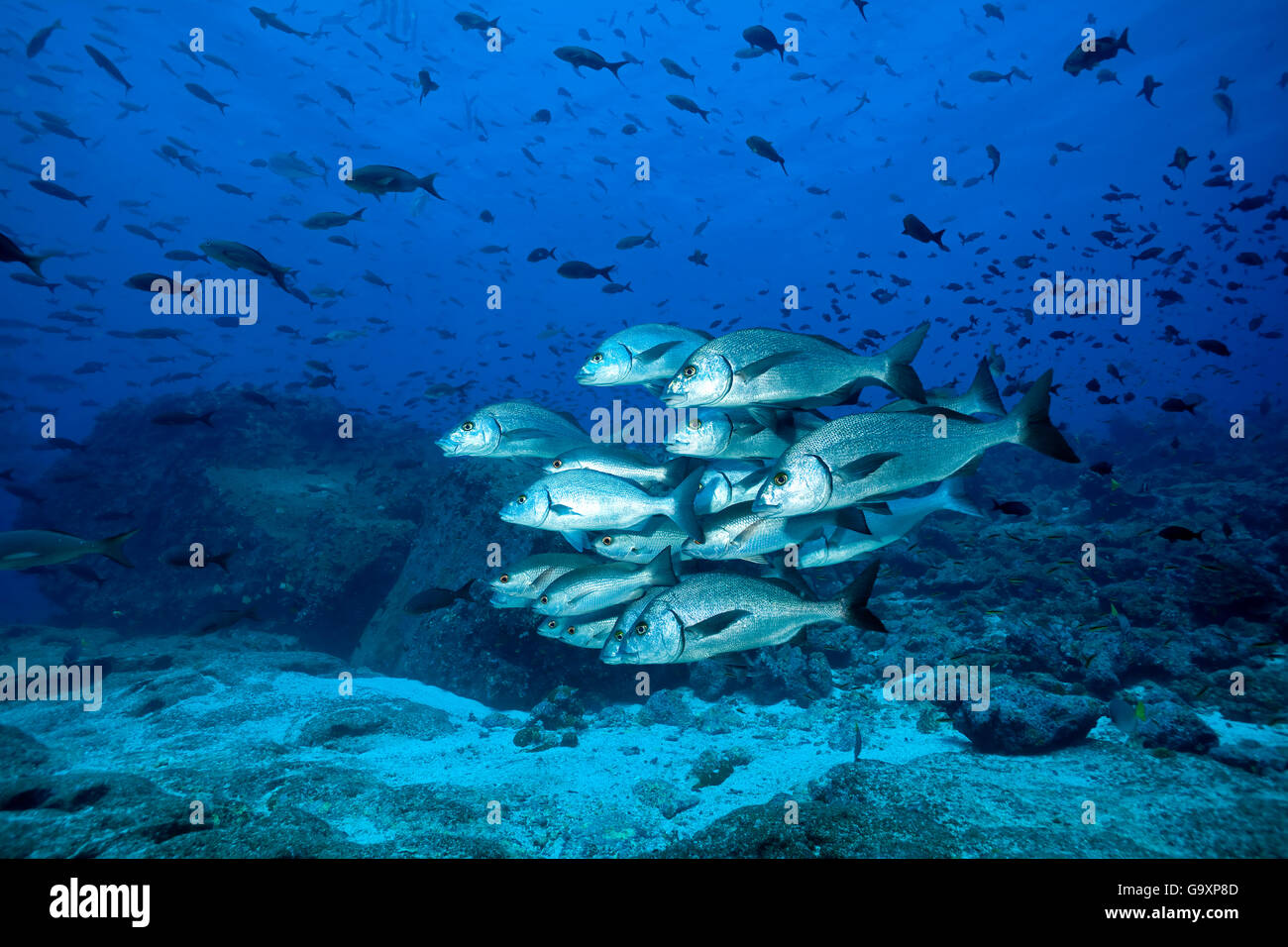 Shoal of Galapagos grunt (Orthopristis forbesi) Galapagos Islands, East Pacific Ocean. Stock Photo