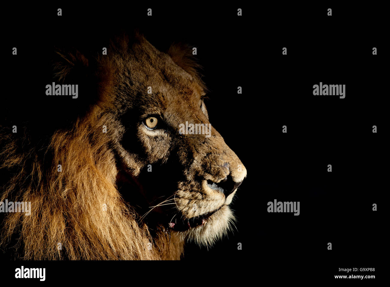 Lion (Panthera leo) male with scars photographed with side-lit spot light at night. Greater Kruger National Park, South Africa, Stock Photo