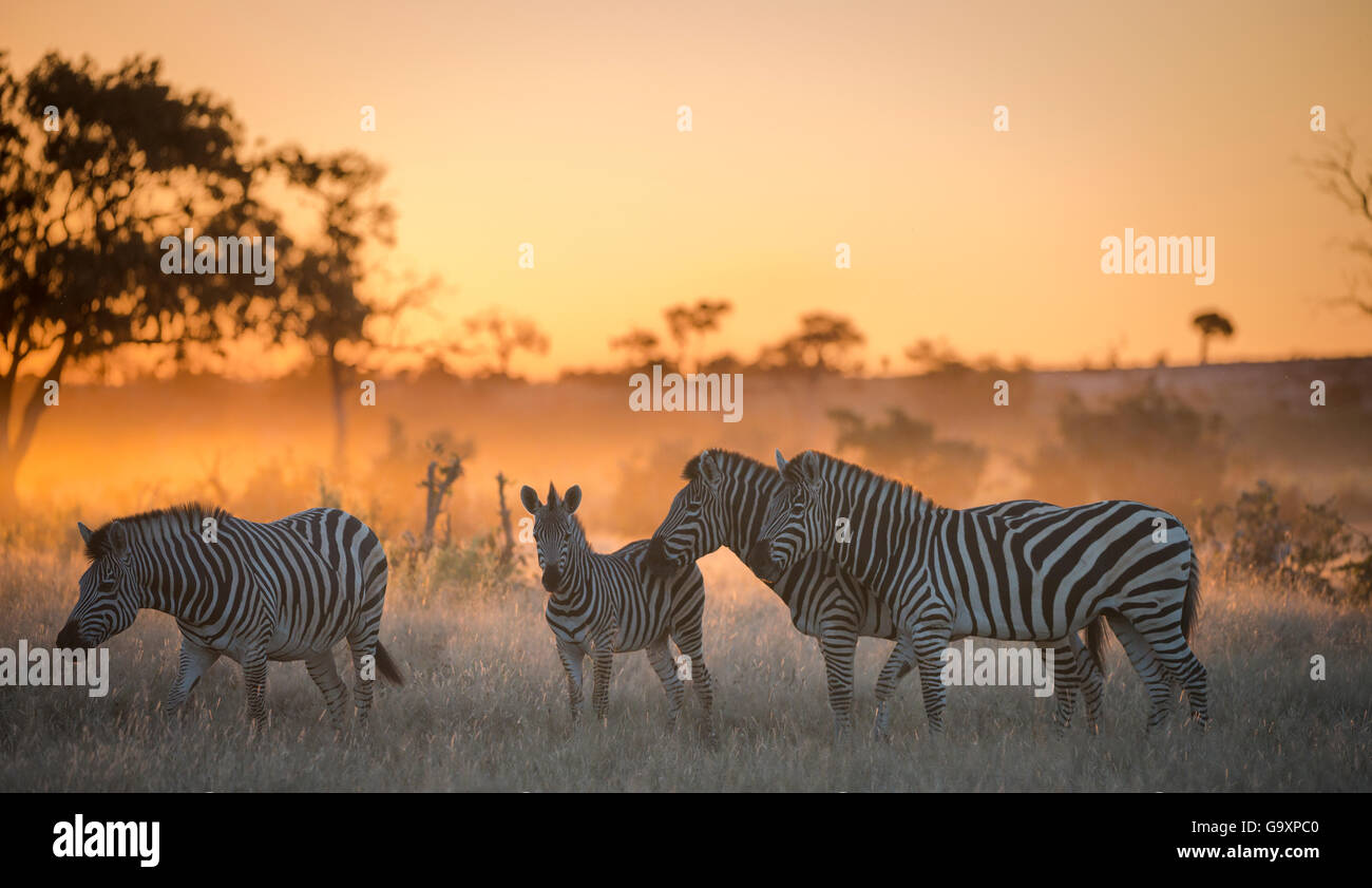 Plains zebra (Equus quagga) group of four including foal at sunset,  Savuti Marsh, Botswana. Stock Photo