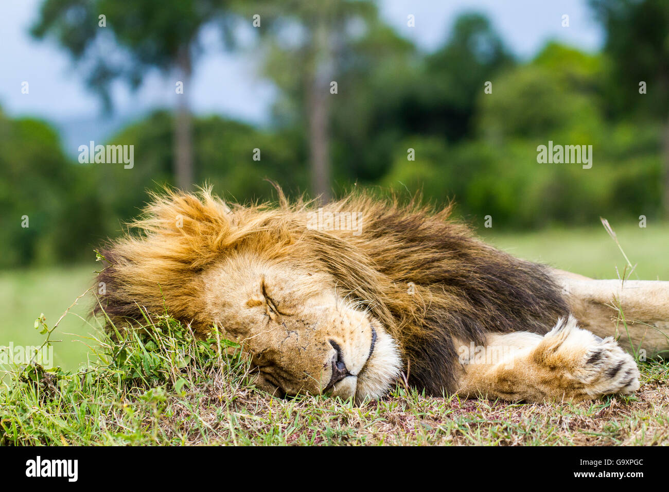 Lion (Panthera leo) male resting, Masai Mara Game Reserve, Kenya ...