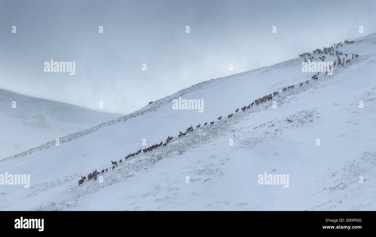 Red deer herd (Cervus elaphus) moving over mountain ridge in heavy snow. Cairngorms National Park, Scotland. January. Digitally stitched panorama. Stock Photo