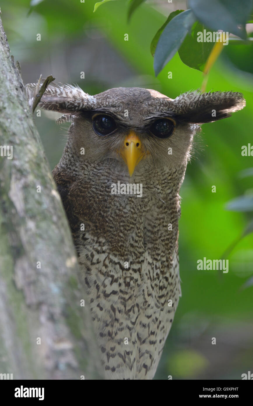 Malay eagle owl (Bubo sumatranus). Captive Stock Photo