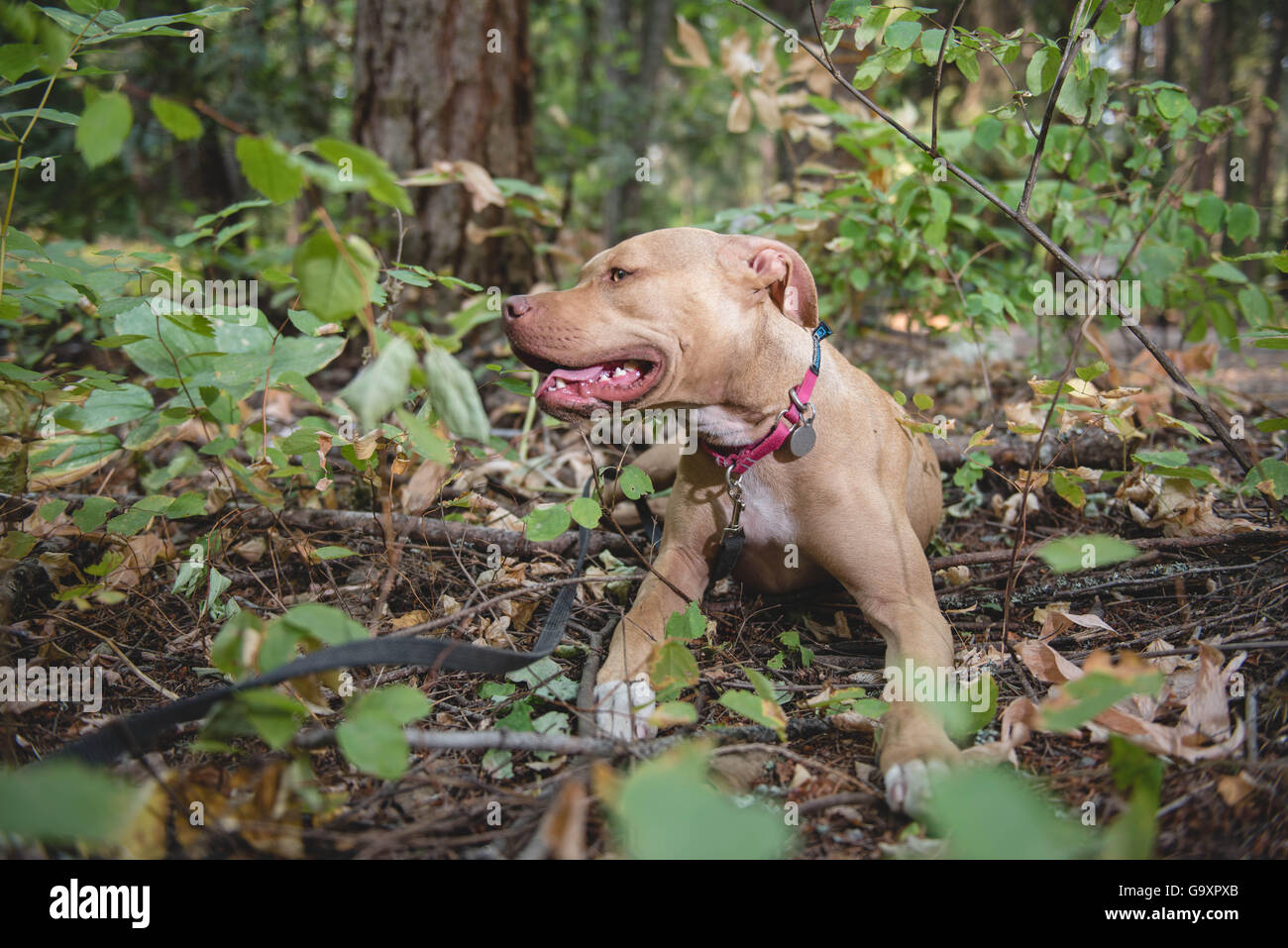 Camping with our dog a Pitt Bull. Stock Photo