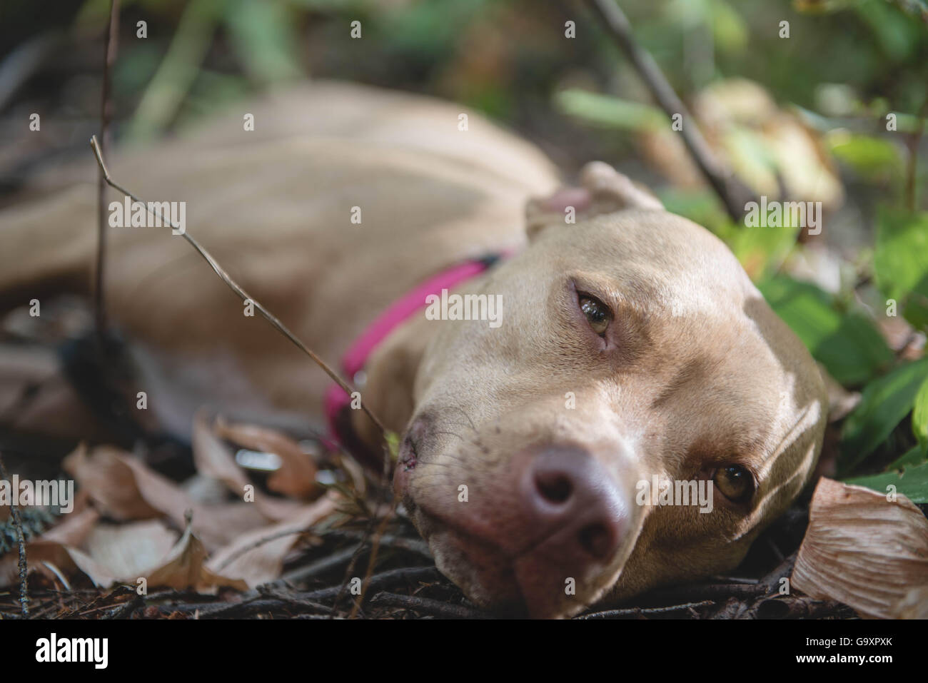 Camping with our dog a Pitt Bull. Stock Photo