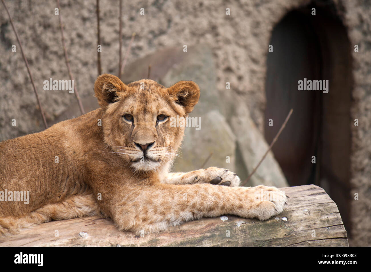 Lion in the zoo Stock Photo