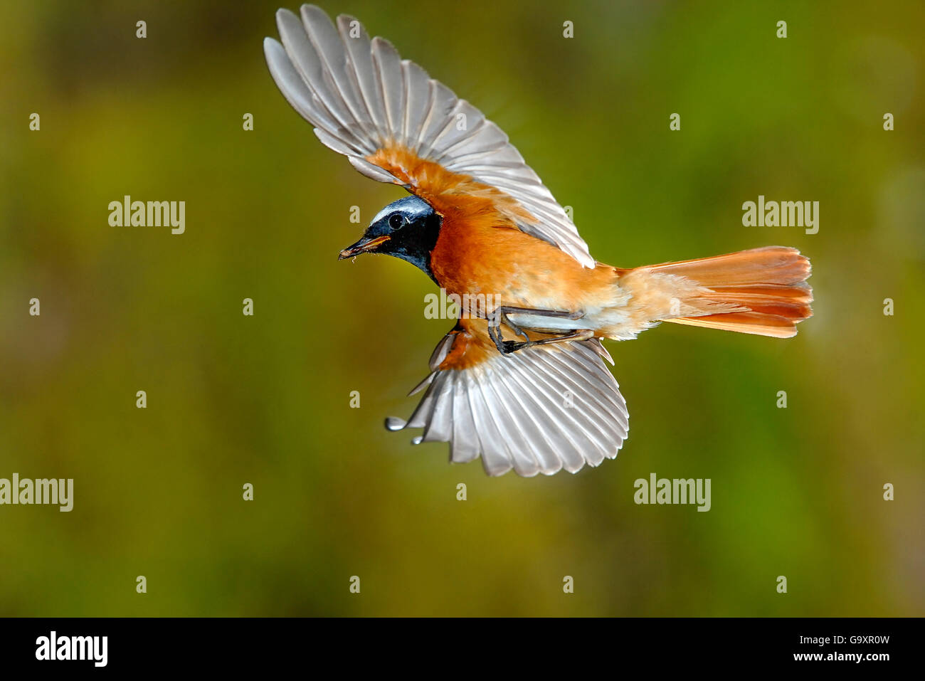 Redstart (Phoenicurus phoenicurus) male flying to nest with prey, France Stock Photo