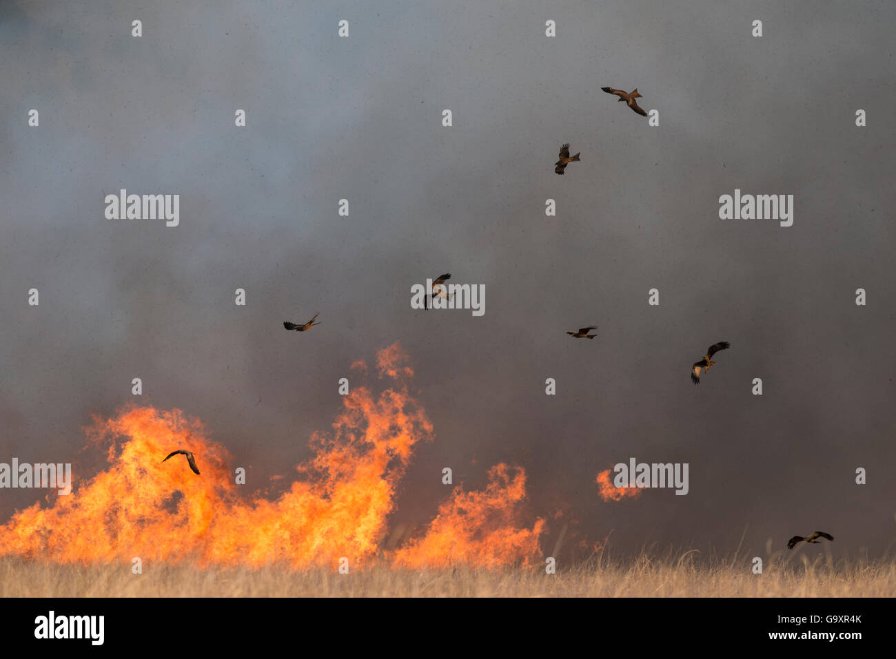 Black kites (Milvus migrans) gathering in flocks around bush fire to