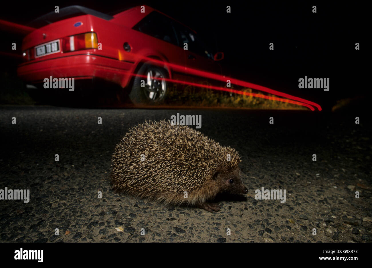 European hedgehog (Erinaceus europaeus) crossing road at dusk, Picardy