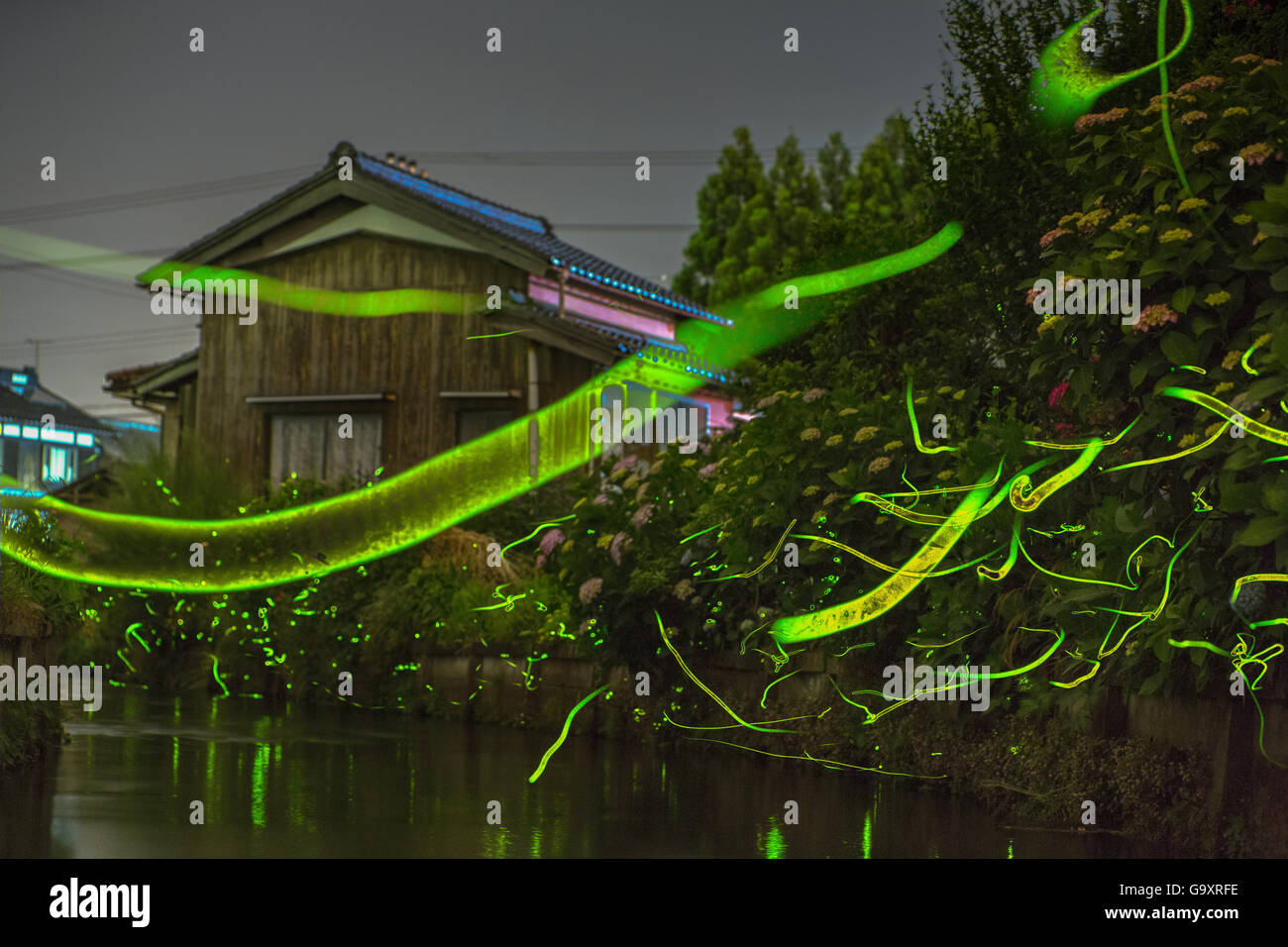 One, Clear Stream Of Firefly" Light Of Showa (japan Import