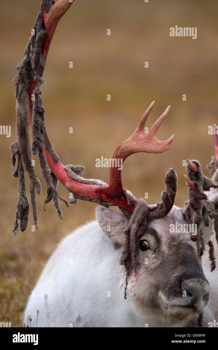 Svalbard reindeer (Rangifer tarandus platyrhynchus) shedding velvet ...