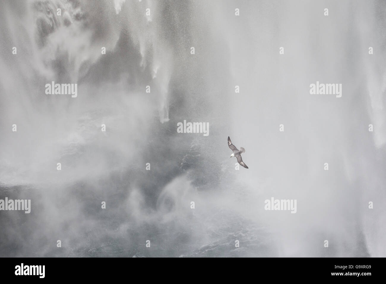 Fulmar (Fulmarus glacialis) flying through waterfall, Iceland, March. Stock Photo