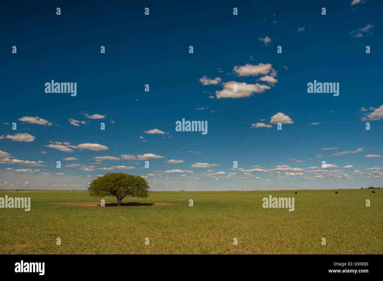 Pampas landscape with Calden tree (Prosopis caldenia) La Pampa, Argentina. Stock Photo