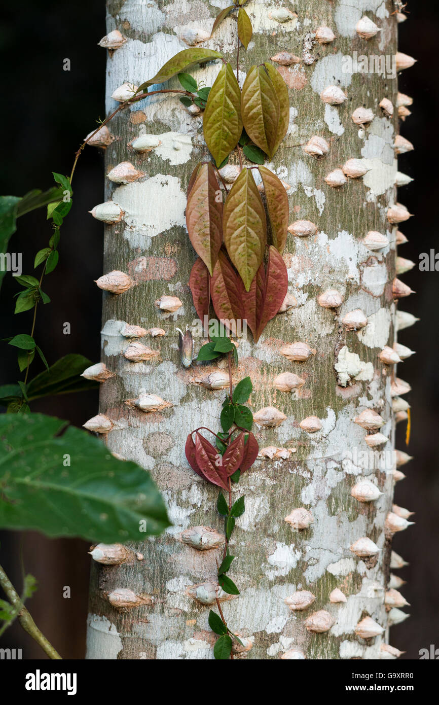 Rainforest tree with thorns and climbing plants, Panguana Reserve, Huanuco province, Amazon basin, Peru. Stock Photo