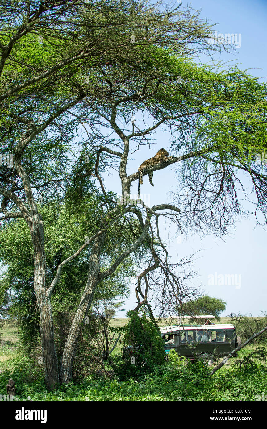 Leopard (Panthera pardus) male resting on branch of  Acacia tree with  people in  jeep watching, Serengeti National Park, Tanzan Stock Photo