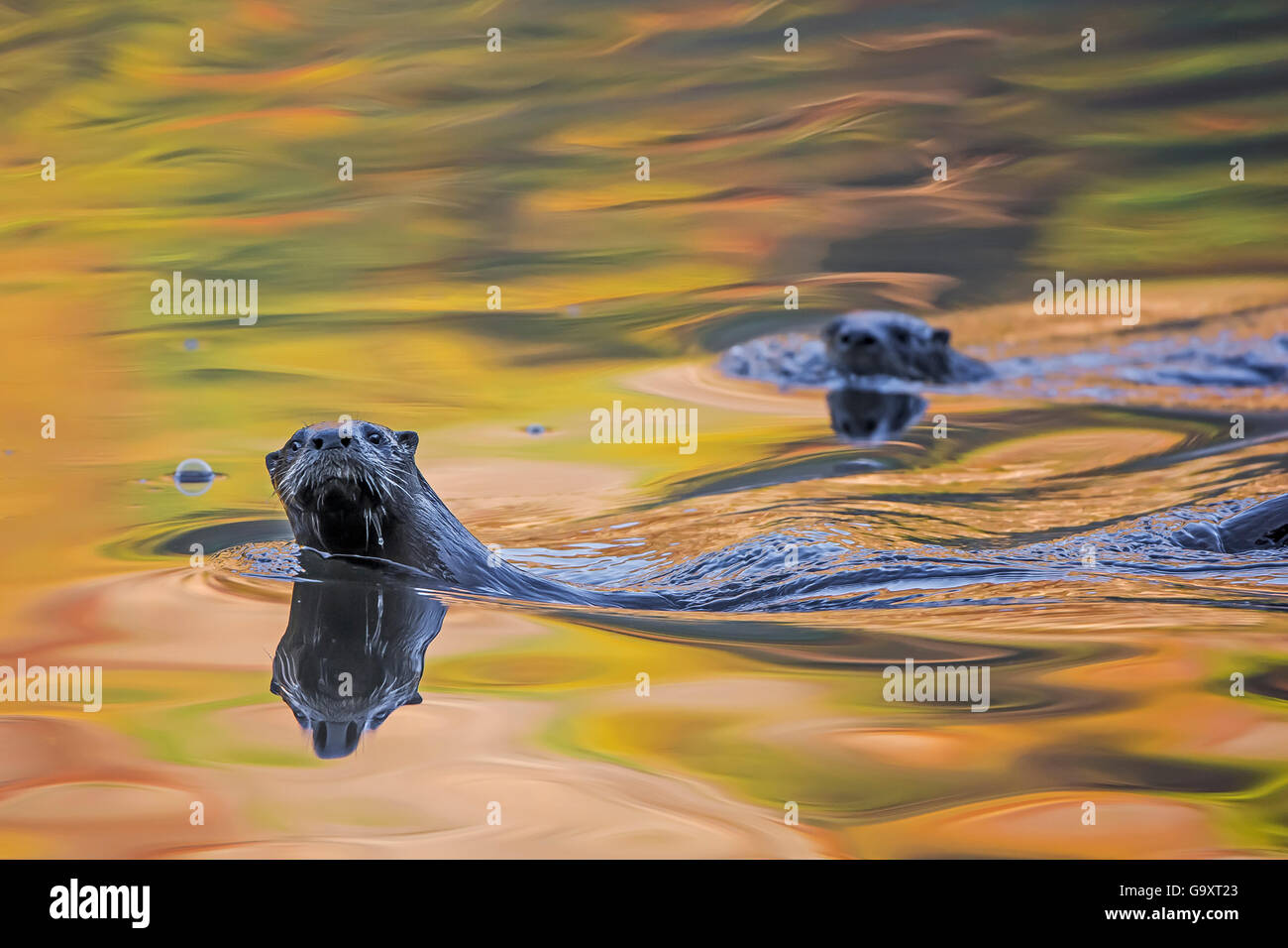North American river otter (Lontra canadensis) two in water with autumnal trees reflected in the water, Acadia National Park, Maine, USA, October. Stock Photo