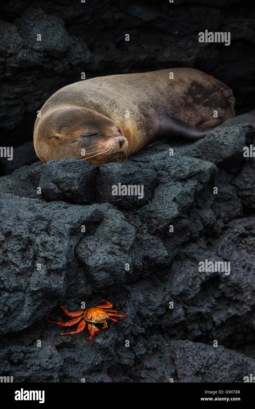 Galapagos fur seal (Arctocephalus galapagoensis) sleeping on rocks, with Sally lightfoot crab (Grapsus grapsus) Galapagos. Stock Photo