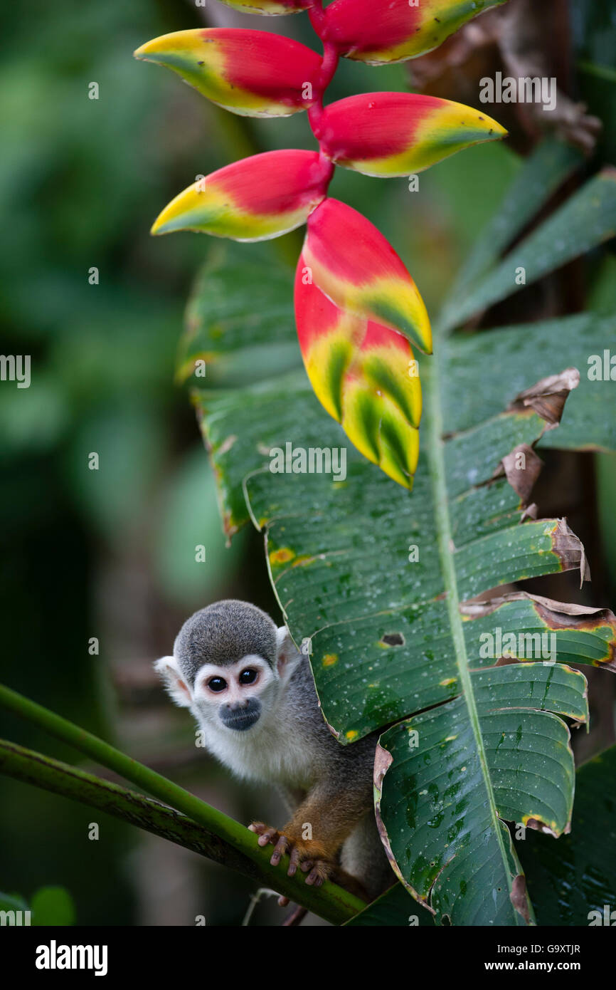 Common squirrel monkey (Saimiri sciureus) and  Heleconia flower (Heliconia rostrata) Amazon, Peru. Stock Photo