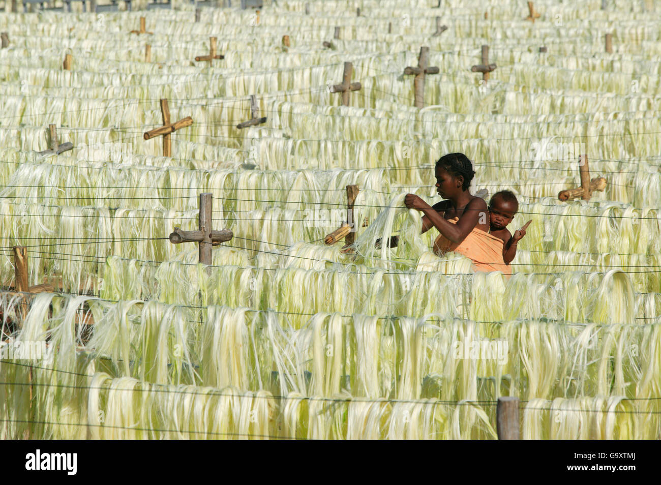 Woman with baby looking at Sisal (Agave sisalana) fibres drying for ...