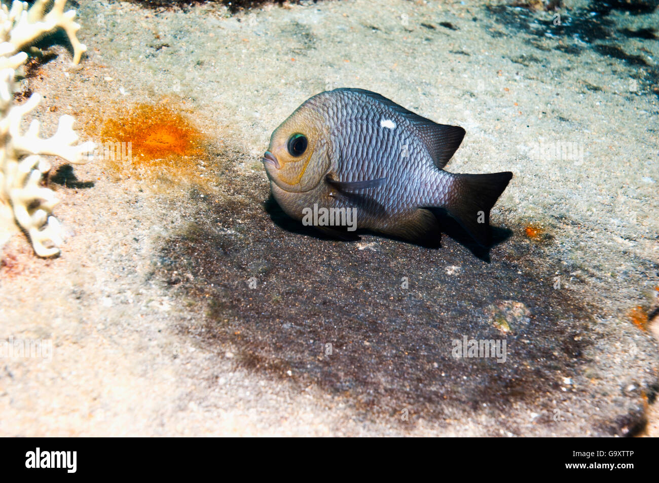 Three-spot damsel (Dascyllus trimaculatus) guarding eggs.  Egypt, Red Sea. Stock Photo