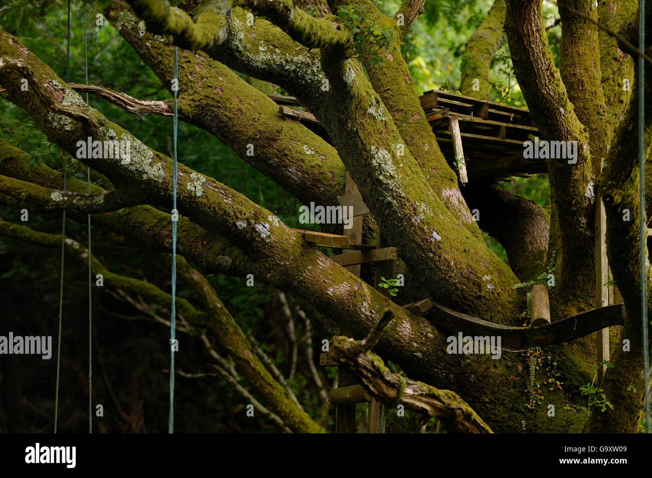 Oak tree (Quercus sp) with ropes for climbing and a wooden pallet to create a platform. Meavy, Devon, UK, July. Stock Photo