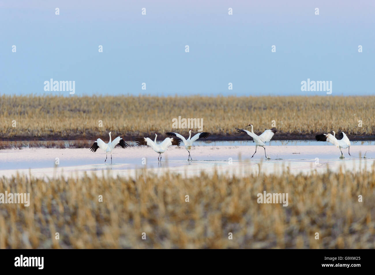 Whooping cranes (Grus americana) taking off during spring migration. Central South Dakota, USA. April. Stock Photo