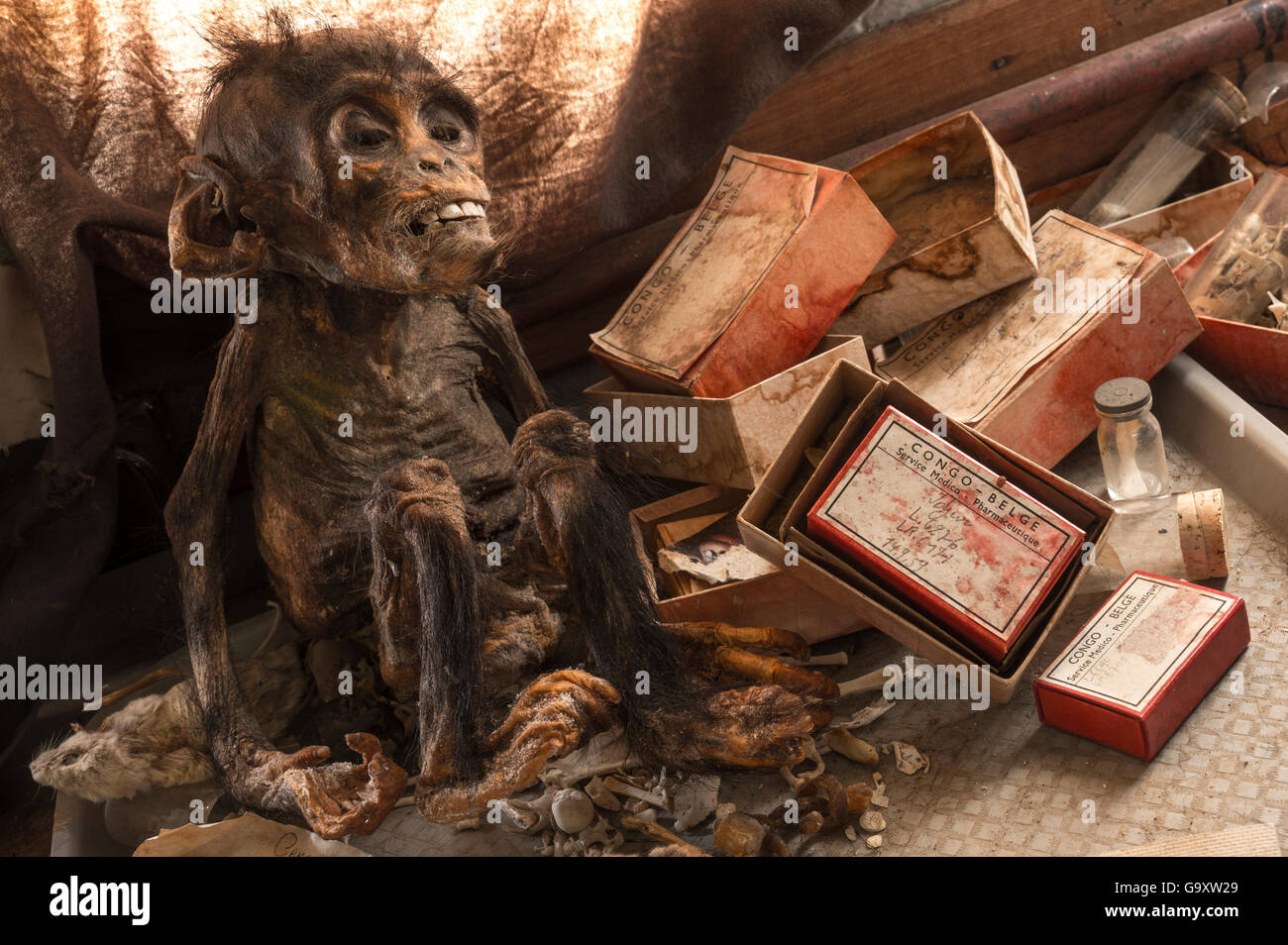 Mummified infant Chimpanzee (Pan troglodytes) a relic from  research from 1959, amongst old laboratory paraphernalia and assorte Stock Photo
