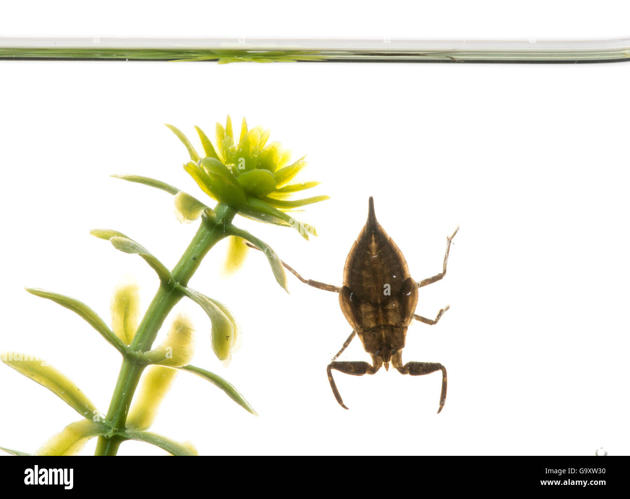 Water scorpion (Nepa cinerea) underwater, against white background. Surrey, England, UK, August. Stock Photo