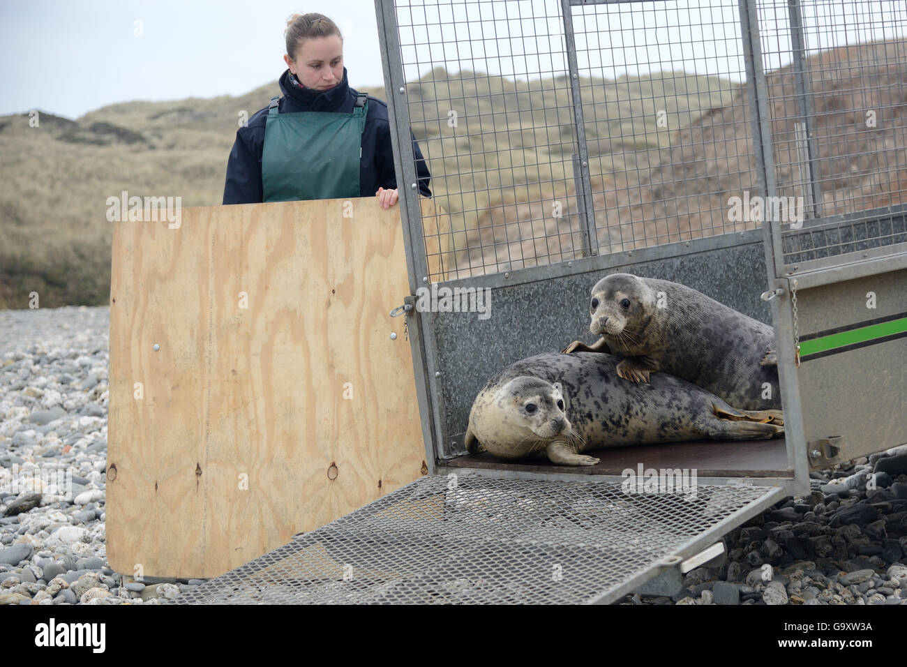 Jenny Lewis watching rescued Grey seal pups (Halichoerus grypus) peering from a trailer on a beach on release day, after recover Stock Photo