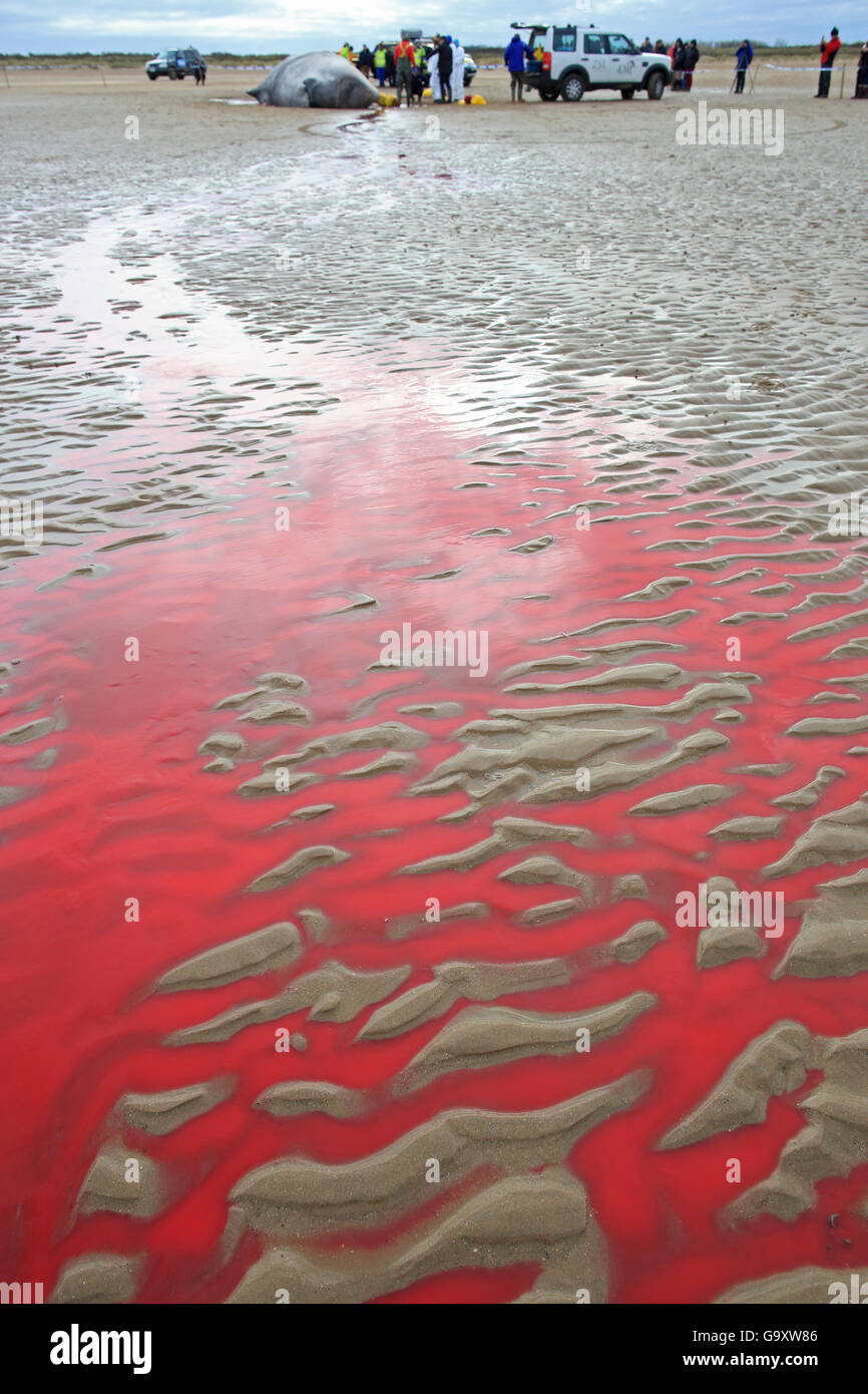 Blood on the Beach