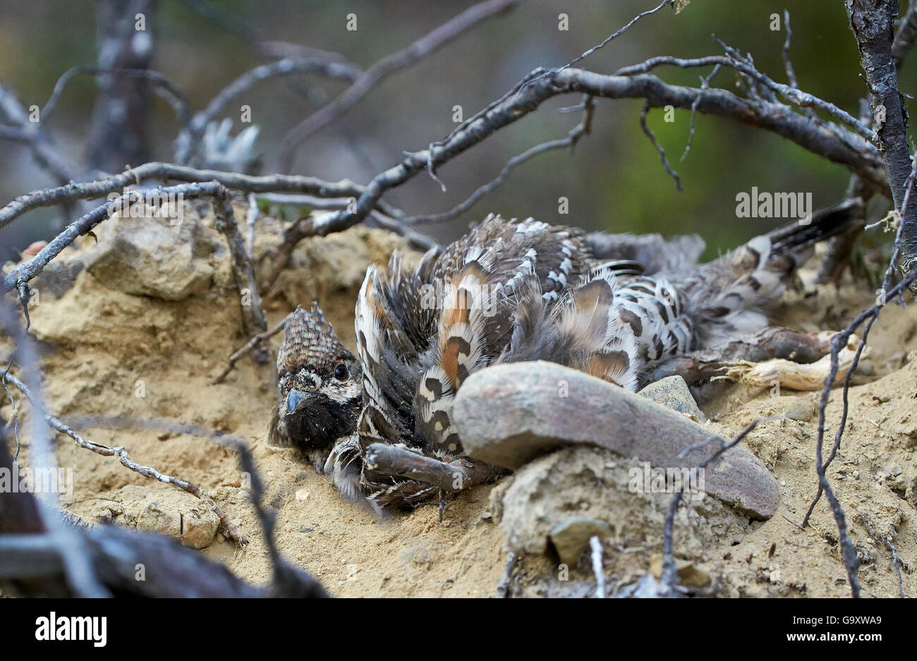 How to cook hazel grouse How to cook hazel grouse