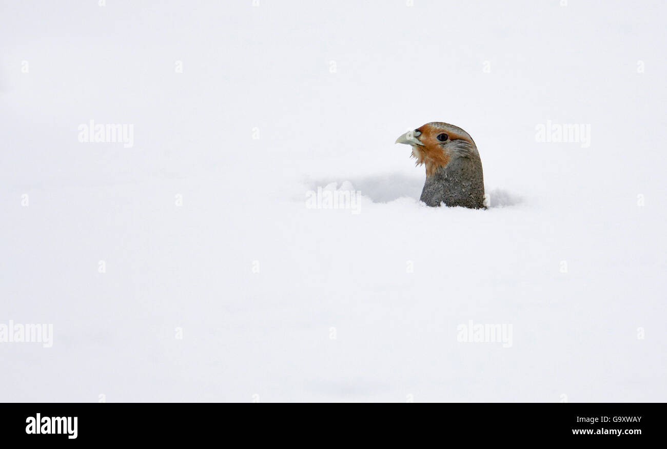 Grey partridge (Perdis perdix) looking out of hole in snow, Liminka, Finland, February. Stock Photo