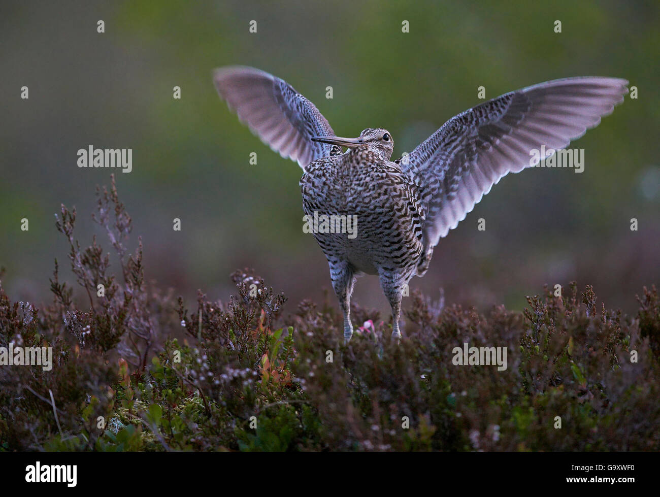 Great snipe (Gallinago media) flapping wings, Norway, June Stock Photo ...