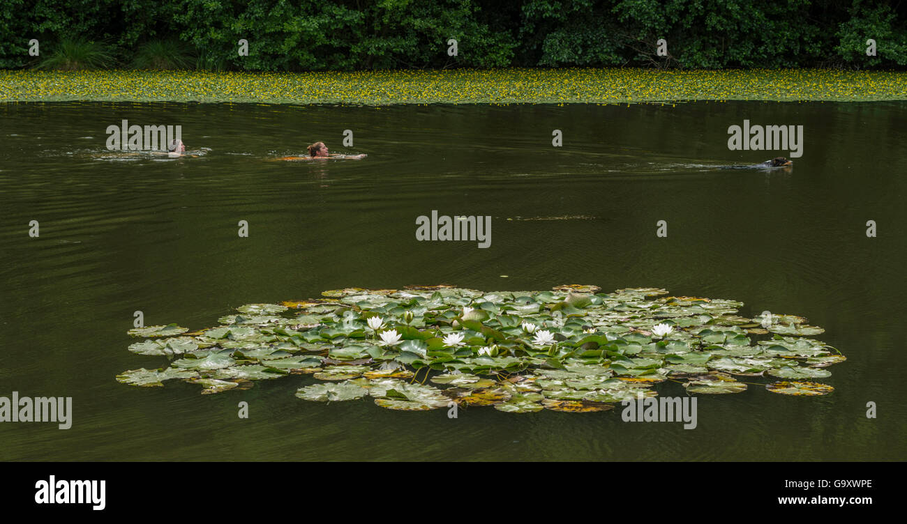 People and dog swimming past a patch of White water lilies (Nymphaea alba) St Gobain forest, Picardy, France, July 2015. Stock Photo