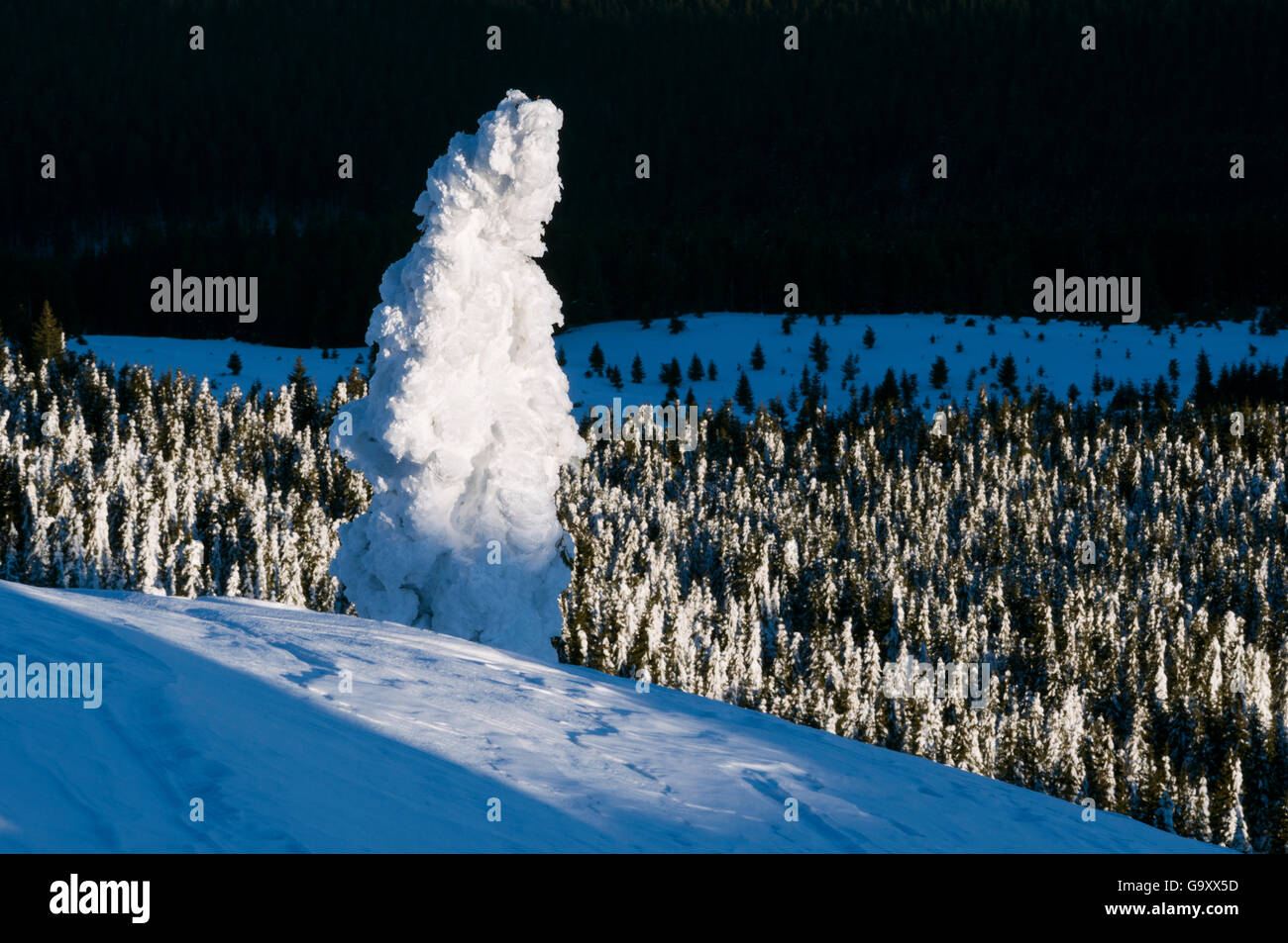 Snow covered Norway spruce (Picea abies) forest on Mount Harghita Madaras, Carpathian Mountains, Transylvania, Romania, January Stock Photo