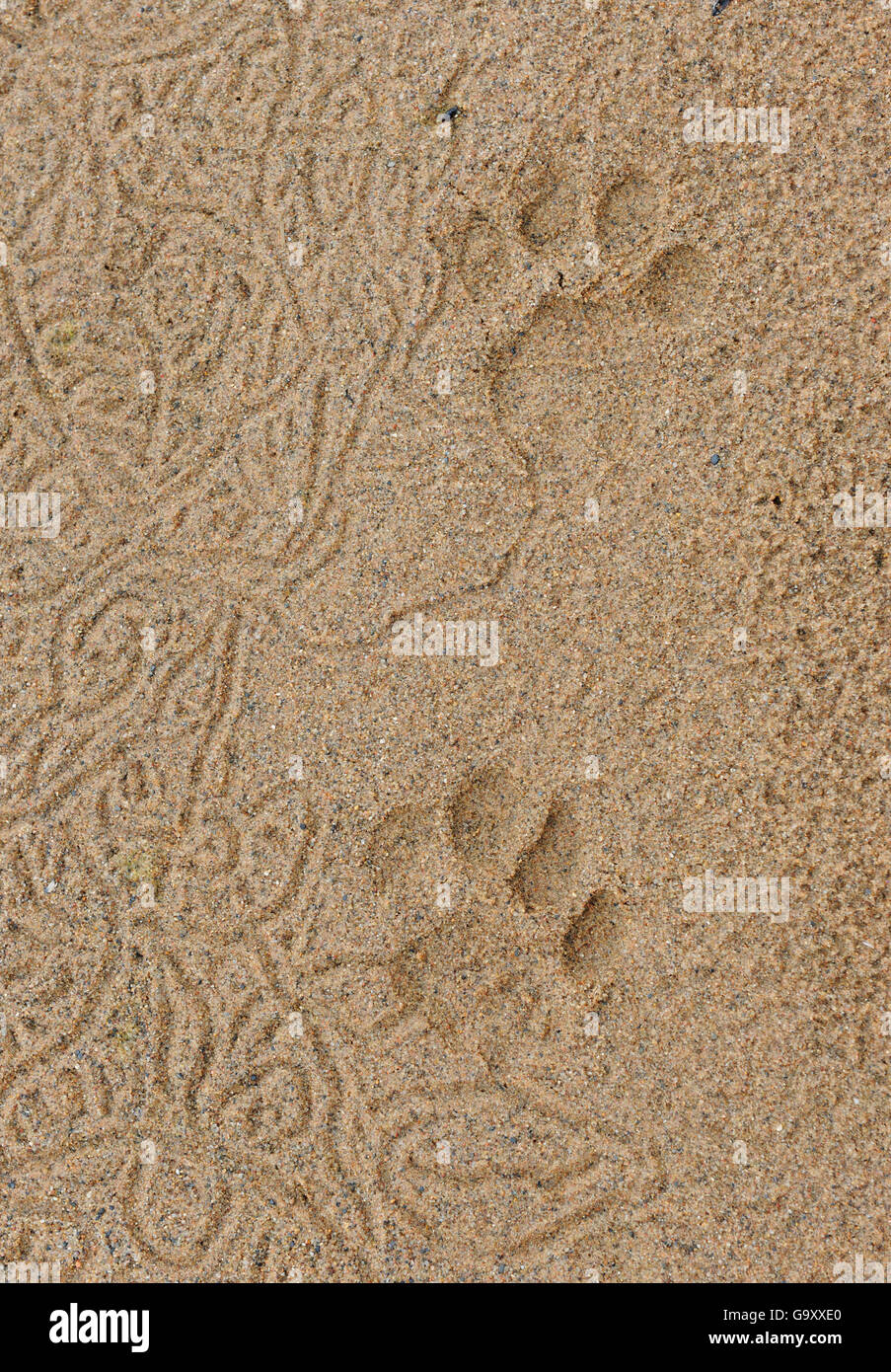 Lion tracks (Panthera leo) iMfolozi National Park, South Africa Stock Photo