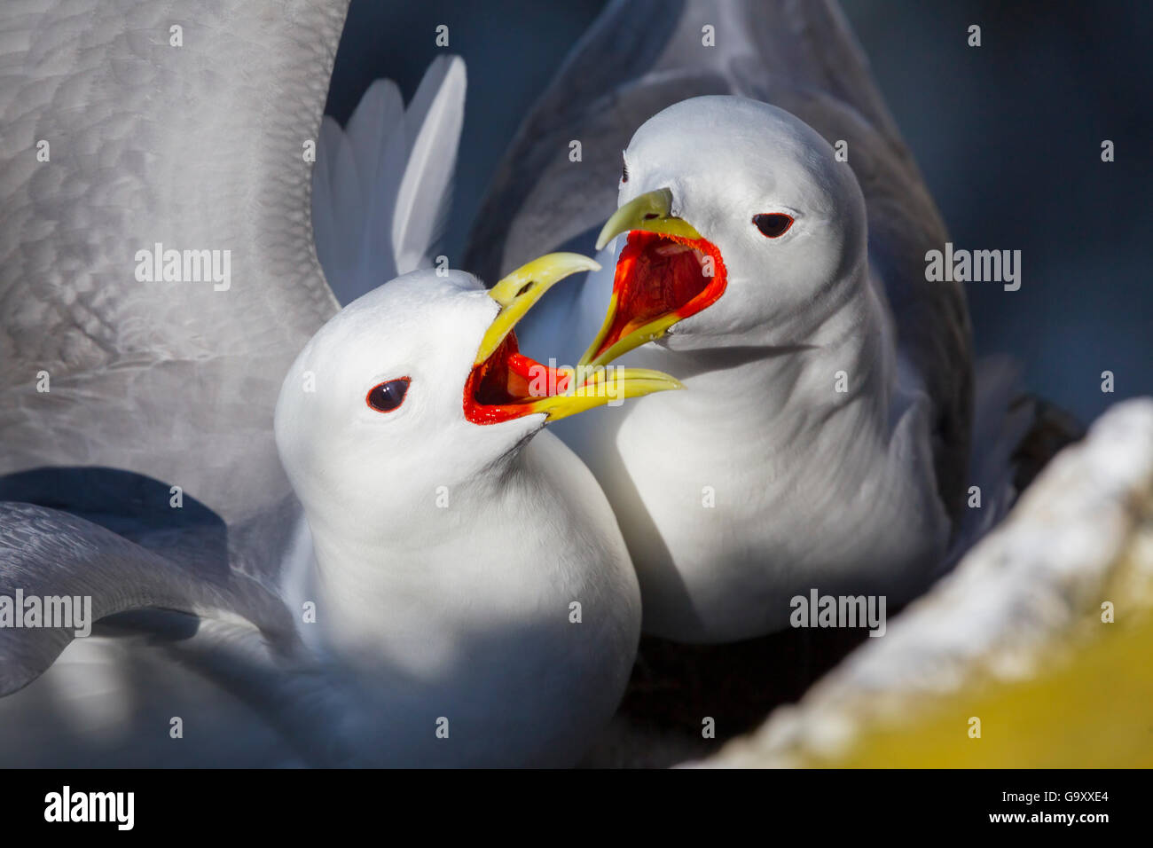 Black legged kittiwakes (Rissa tridactyla) pair greeting each other at the nest, Isle of May, Firth of Forth, Scotland, July. Stock Photo