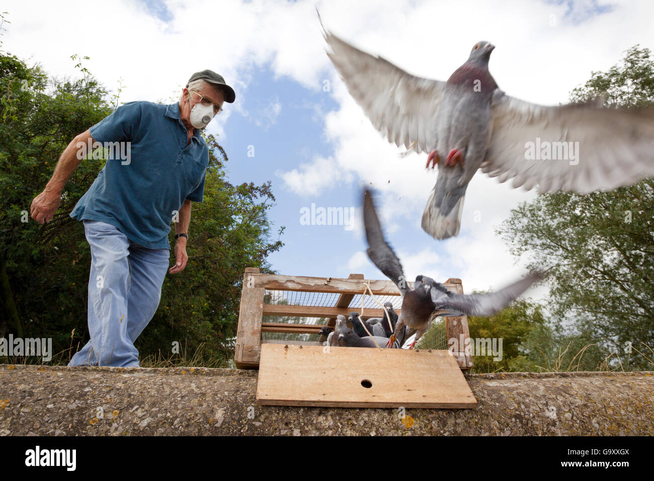 Pigeon fancier wearing a protective mask watching his Racing pigeons