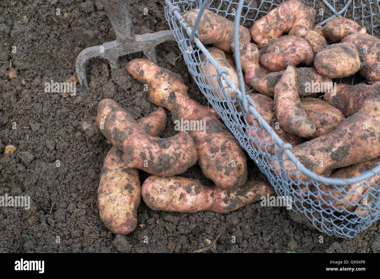 Potatoes (Solanum tuberosum) 'Pink Fir Apple', Norfolk, England UK. October Stock Photo