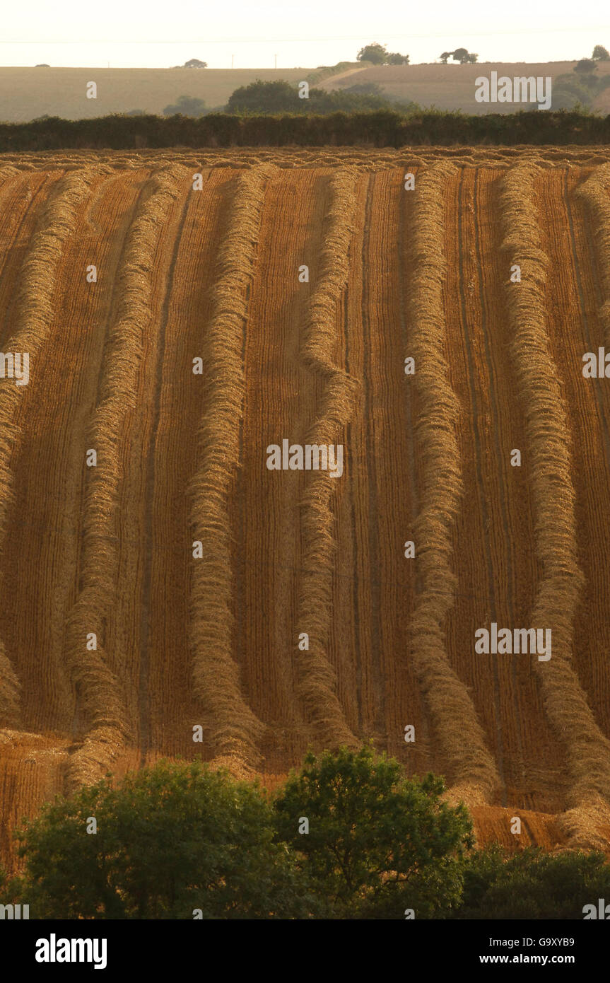 Hay Night Rows Field of rows of hay Stock Photo - Alamy